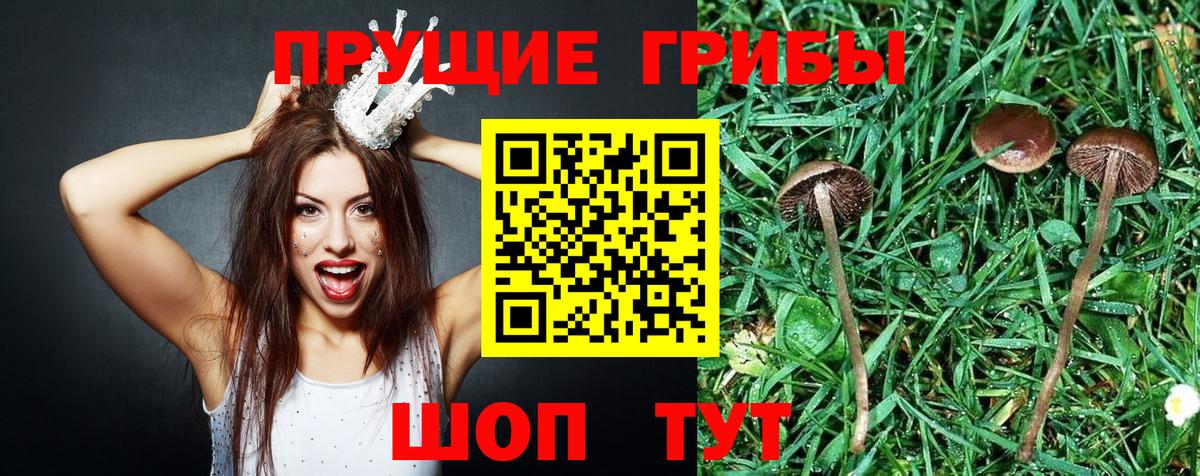 Прохладный  Галлюциногенные грибы Cubensis  Вход с VPN  купить наркотик  Галлюциногенные грибы мухоморы 