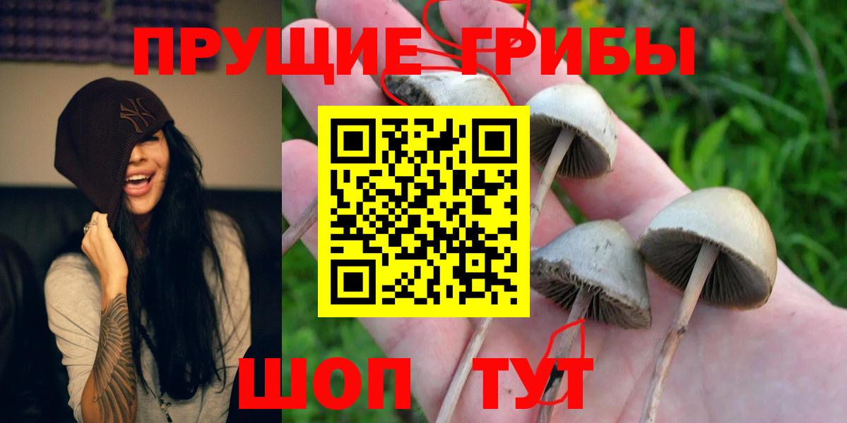 Псилоцибиновые грибы Psilocybe Прохладный